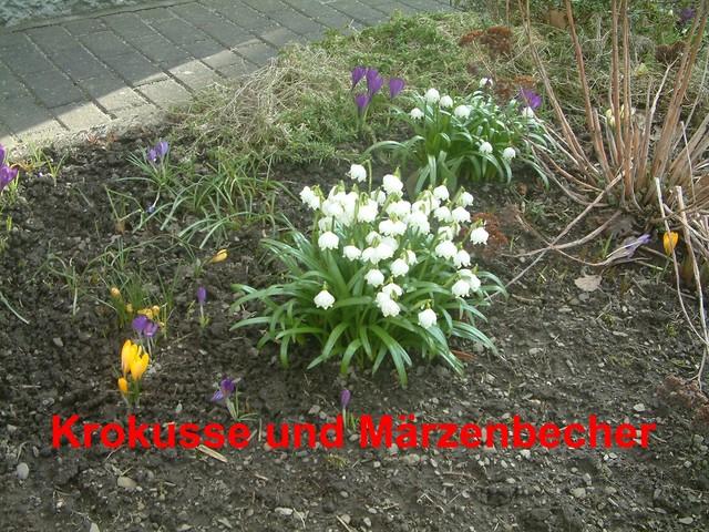 Krokusse und Maerzenbecher.jpg.jpg